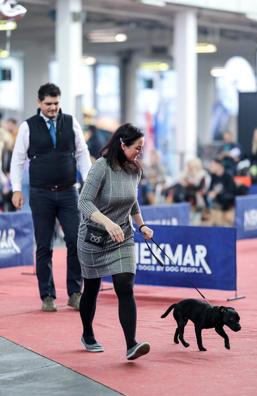 Izložba pasa na Zagrebačkom velesajmu Izložba pasa na Zagrebačkom velesajmu