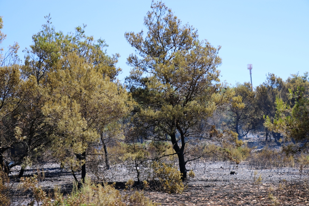 Vir: Požar u Lozicama u potpunosti ugašen Vir: Požar u Lozicama u potpunosti ugašen