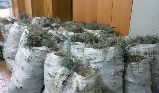 Smilje, foto:PU zadarska