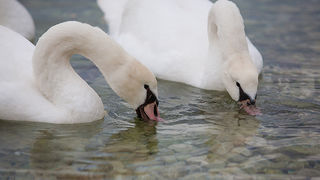 Labudovi u Bibinjama 10. siječnja 2013, Foto: Leo Banić
