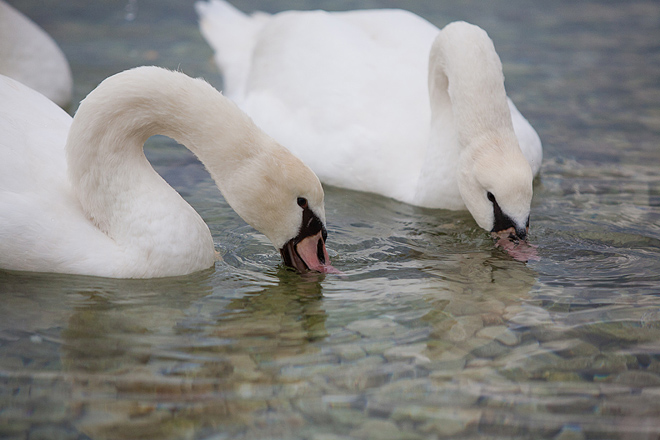Labudovi u Bibinjama 10. siječnja 2013, Foto: Leo Banić