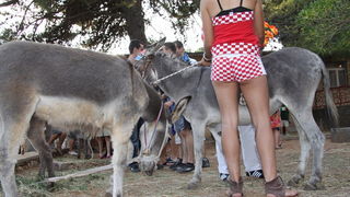 Image 1088977 (auto)