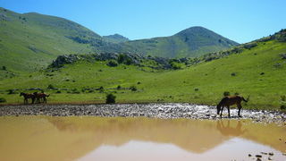 Velebit: Konji u Libinju