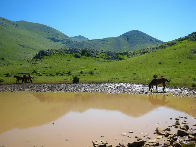 Velebit: Konji u Libinju