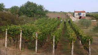 Priča o vinu: Od trsa do bačve, Foto: Leo Banić