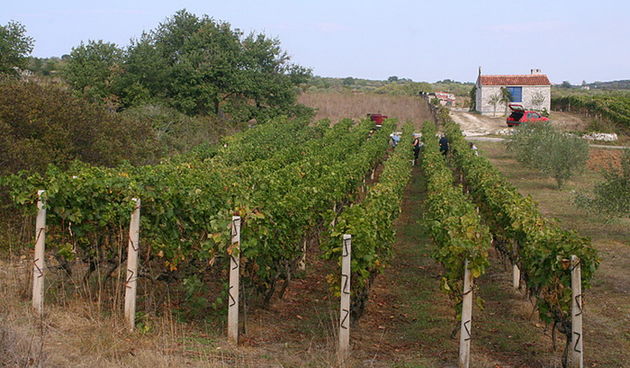 Priča o vinu: Od trsa do bačve, Foto: Leo Banić