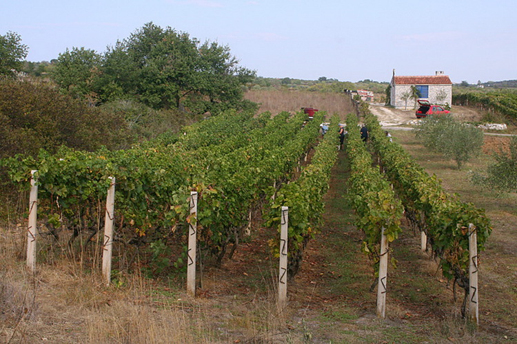 Priča o vinu: Od trsa do bačve, Foto: Leo Banić
