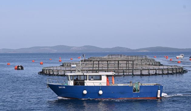 cromaris ribarstvo marikultura