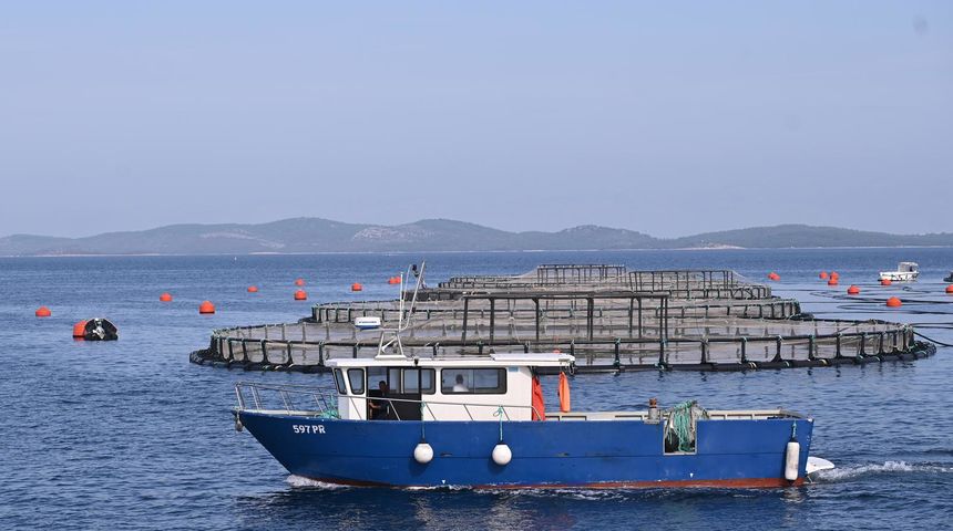 cromaris ribarstvo marikultura