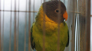 Ornitološko prvenstvo Hrvatske u hotelu Zadar (foto:Saša Čuka)