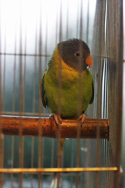 Ornitološko prvenstvo Hrvatske u hotelu Zadar (foto:Saša Čuka)