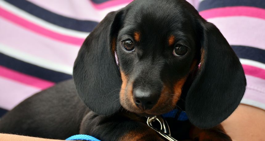 Štenac, psić, pas Štenac, psić, pas