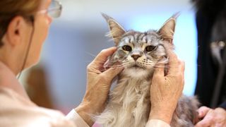 Pogledajte kako je bilo na Međunarodnoj izložbi mačaka u Westgateu