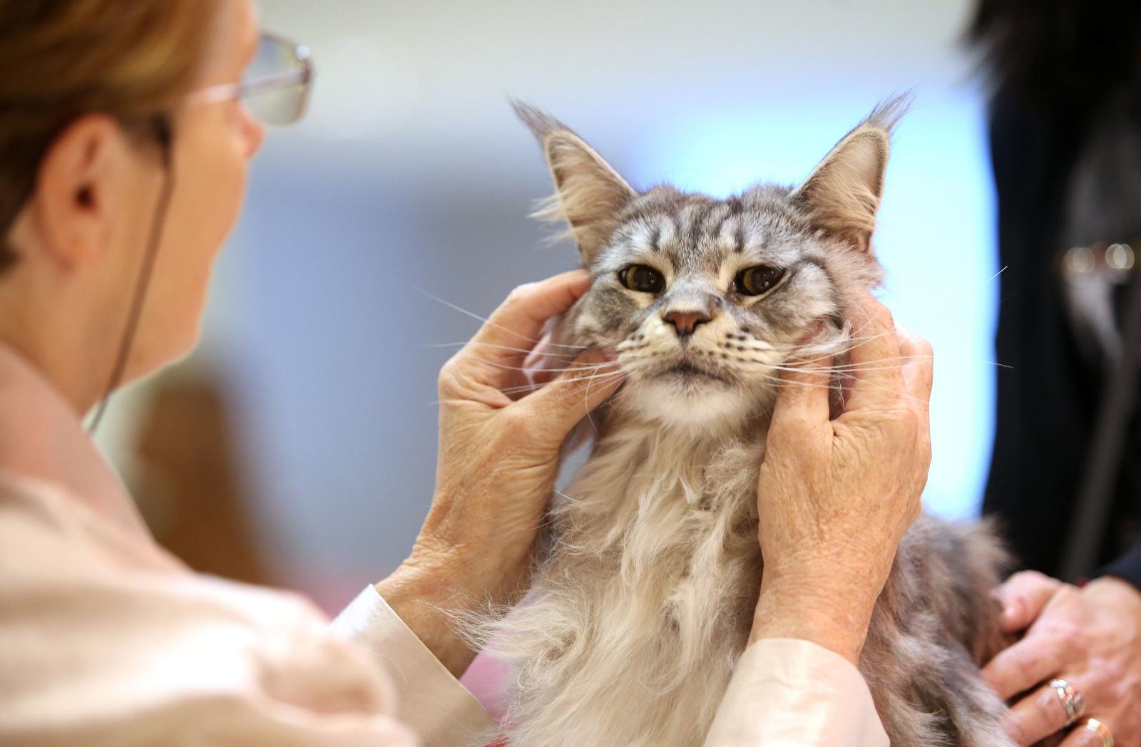 Pogledajte kako je bilo na Međunarodnoj izložbi mačaka u Westgateu