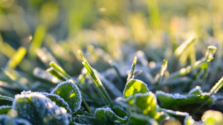 Jutro u Ninu, 12. prosinca, foto: Marin Pitton