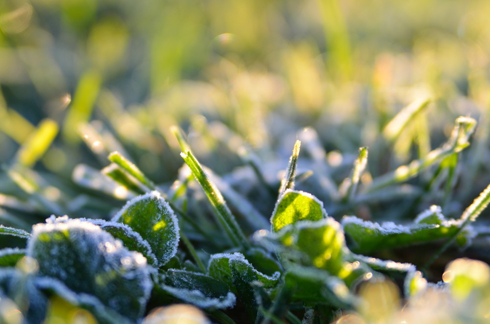 Jutro u Ninu, 12. prosinca, foto: Marin Pitton