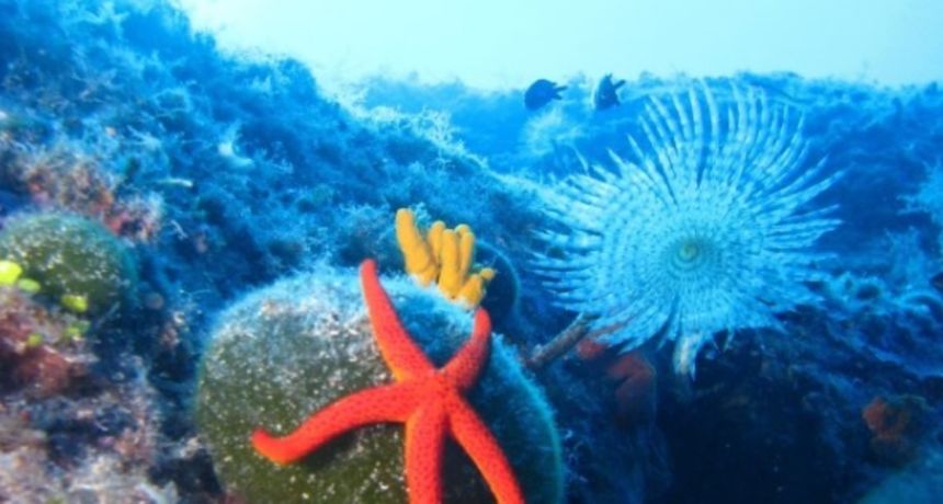 BIŽI, Preko, Lukoran, radionica, morska zvijezda BIŽI, Preko, Lukoran, radionica, morska zvijezda