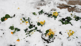 Snježni đir oko Gradske knjižnice Zadar, Foto: Lucija Juravić Snježni đir oko Gradske knjižnice Zadar, Foto: Lucija Juravić