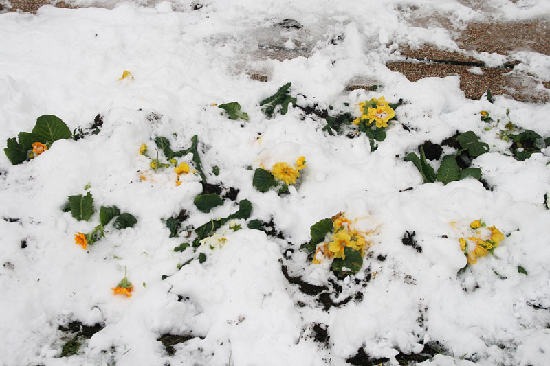 Snježni đir oko Gradske knjižnice Zadar, Foto: Lucija Juravić Snježni đir oko Gradske knjižnice Zadar, Foto: Lucija Juravić