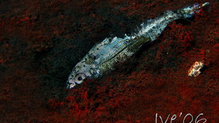 Čudesno zadarsko podmorje: U trapuli, Foto: Ive Šoša Čudesno zadarsko podmorje: U trapuli, Foto: Ive Šoša