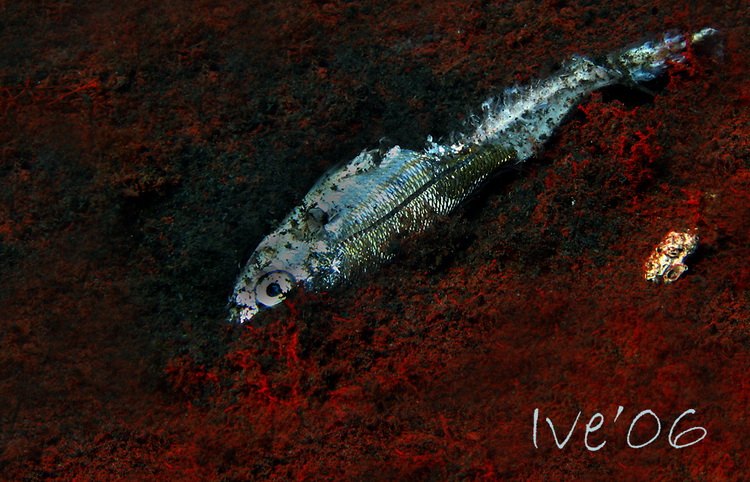 Čudesno zadarsko podmorje: U trapuli, Foto: Ive Šoša Čudesno zadarsko podmorje: U trapuli, Foto: Ive Šoša