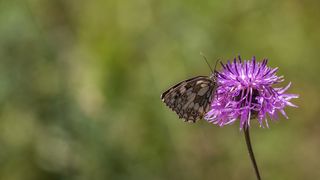 Simpatična galerija koja prikazuje životinjsku farmu na najvišem južnom vrhu Velebita – Crnopcu Simpatična galerija koja prikazuje životinjsku farmu na najvišem južnom vrhu Velebita – Crnopcu