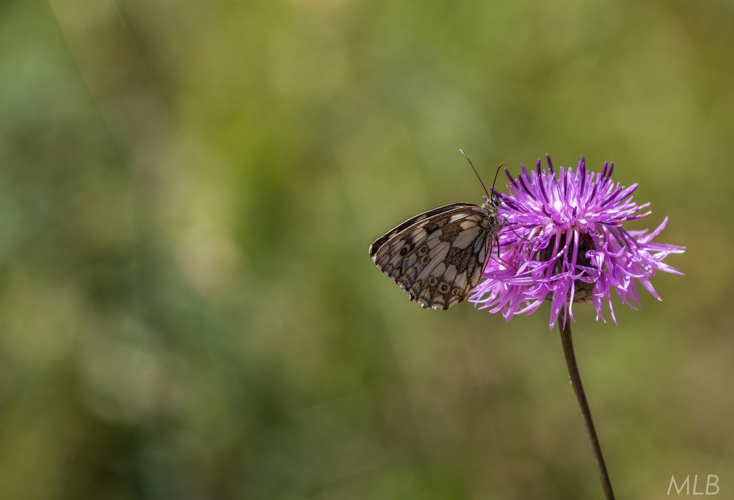 Simpatična galerija koja prikazuje životinjsku farmu na najvišem južnom vrhu Velebita – Crnopcu Simpatična galerija koja prikazuje životinjsku farmu na najvišem južnom vrhu Velebita – Crnopcu
