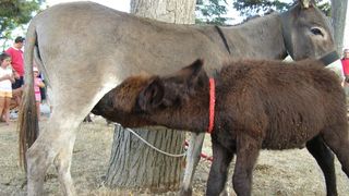 Trka magaraca Posedarje 2008., 9. kolovoza 2008.