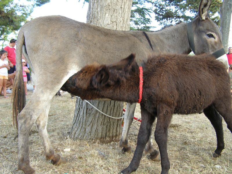 Trka magaraca Posedarje 2008., 9. kolovoza 2008.