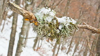 Đir do vrha Zečjak na sjevernom Velebitu, Foto: Leo Banić