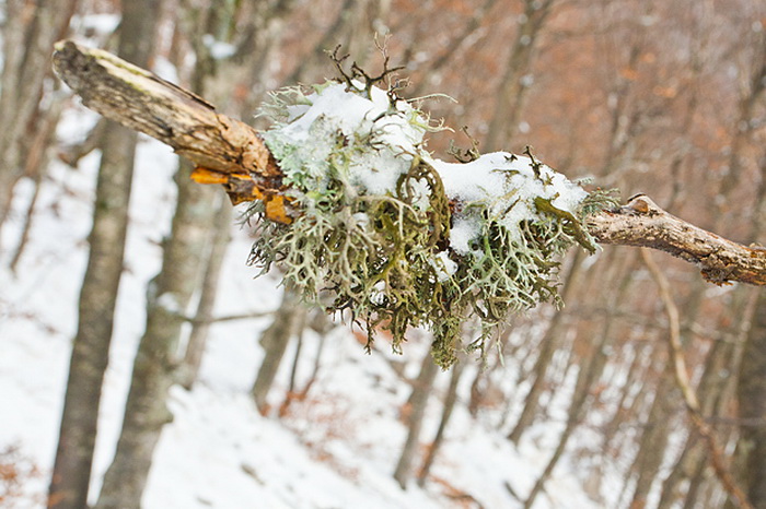 Đir do vrha Zečjak na sjevernom Velebitu, Foto: Leo Banić