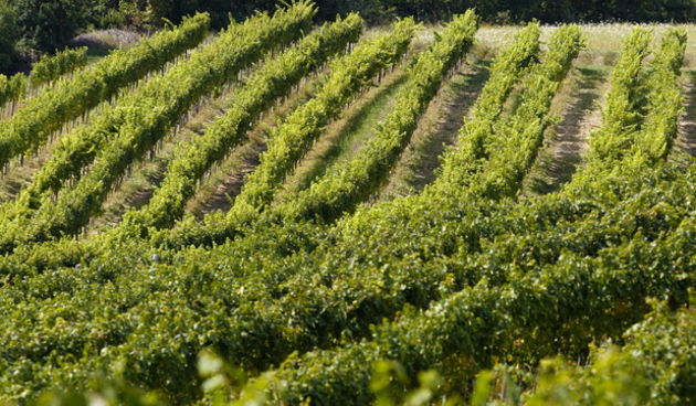 Grimalda, Pagubice, 150910.
Ivica Matosevic, jedan od najcjenjenijih hrvatskih vinara vinom se poceo baviti sredinom 90-ih iz hobija i ljubavi, bez ikakve obiteljske tradicije, no u relativno kratkom roku postigao je jako puno otvorivsi i vrlo atraktivnu Grimalda, Pagubice, 150910.
Ivica Matosevic, jedan od najcjenjenijih hrvatskih vinara vinom se poceo baviti sredinom 90-ih iz hobija i ljubavi, bez ikakve obiteljske tradicije, no u relativno kratkom roku postigao je jako puno otvorivsi i vrlo atraktivnu