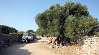 Lun: u posjeti tisućljetnom masliniku, Foto: Luka Stanzl/PIXSELL Lun: u posjeti tisućljetnom masliniku, Foto: Luka Stanzl/PIXSELL