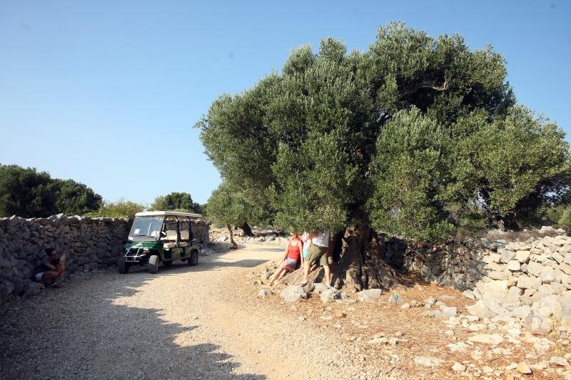 Lun: u posjeti tisućljetnom masliniku, Foto: Luka Stanzl/PIXSELL Lun: u posjeti tisućljetnom masliniku, Foto: Luka Stanzl/PIXSELL