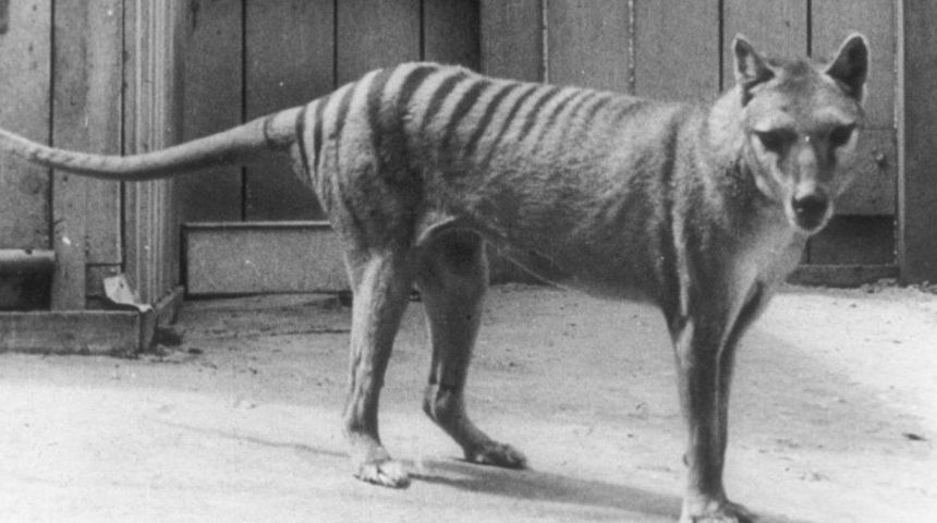 tasmanski tigar tasmanski tigar