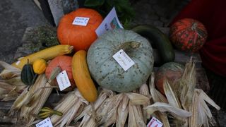 12. Bučijada u Ivanić-Gradu. Photo: Igor Soban/PIXSELL 12. Bučijada u Ivanić-Gradu. Photo: Igor Soban/PIXSELL