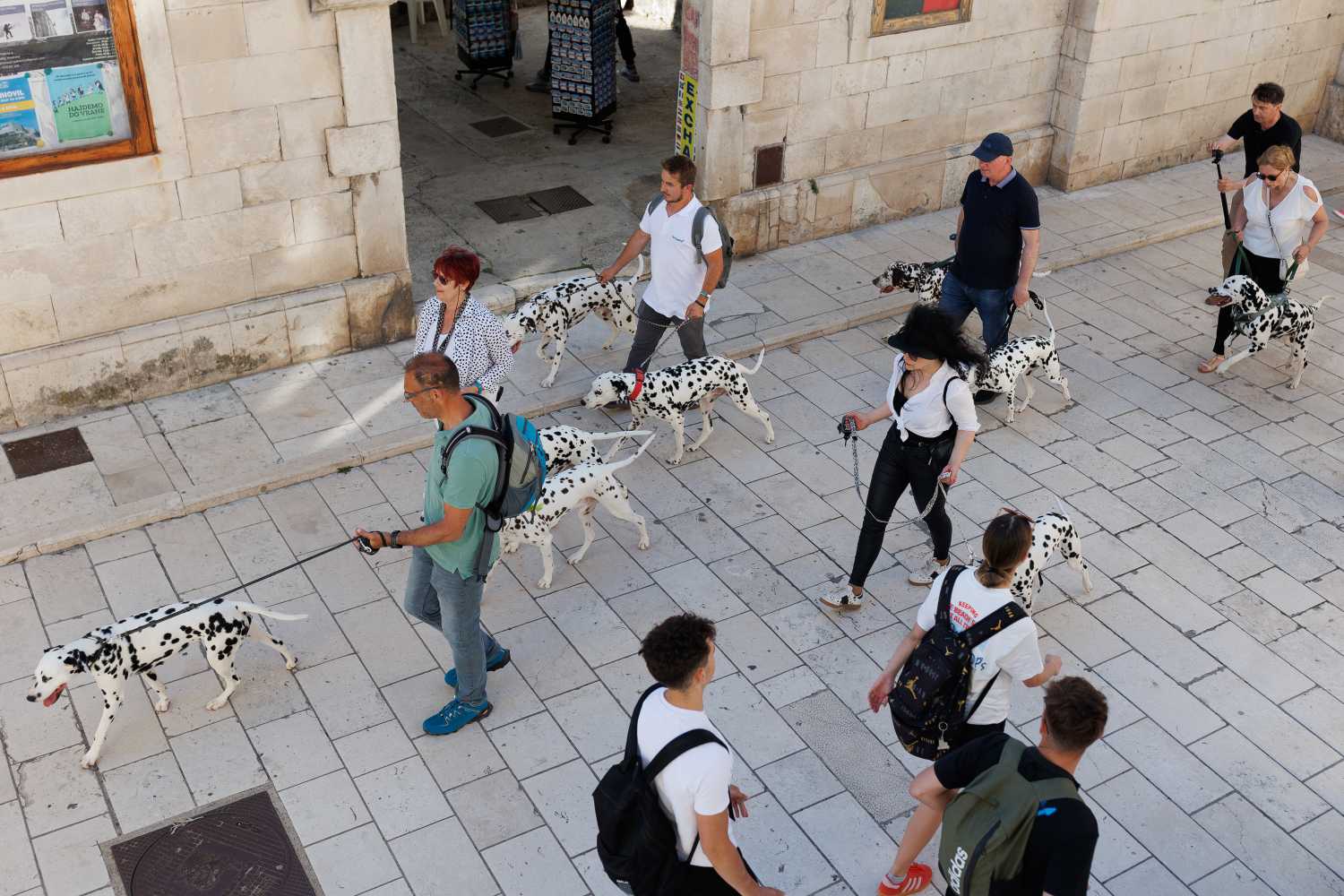 Red Carpet Dalmatian Walk @Trg pet bunara Red Carpet Dalmatian Walk @Trg pet bunara