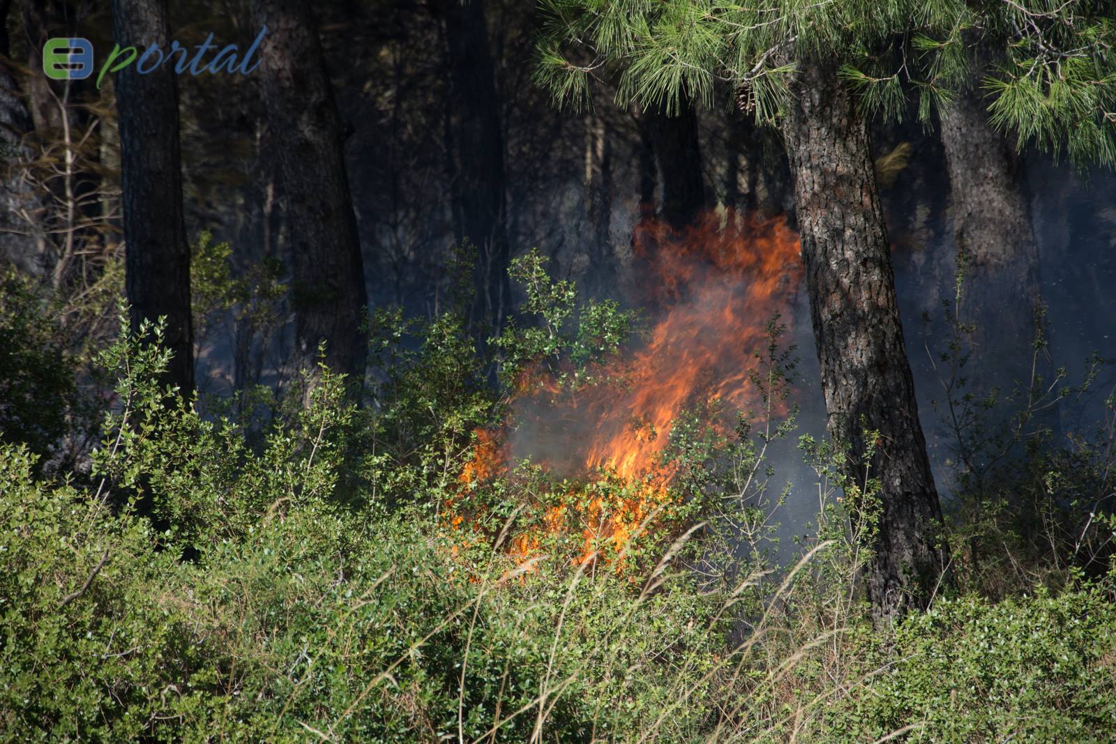 Zemaljske i zračne vatrogasne snage gase veliki šumski požar kod Crvene luke. Foto: Franjo Jurić/eBiograd Zemaljske i zračne vatrogasne snage gase veliki šumski požar kod Crvene luke. Foto: Franjo Jurić/eBiograd