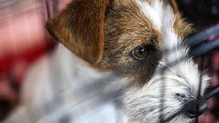 Izložba pasa na Zagrebačkom velesajmu Izložba pasa na Zagrebačkom velesajmu