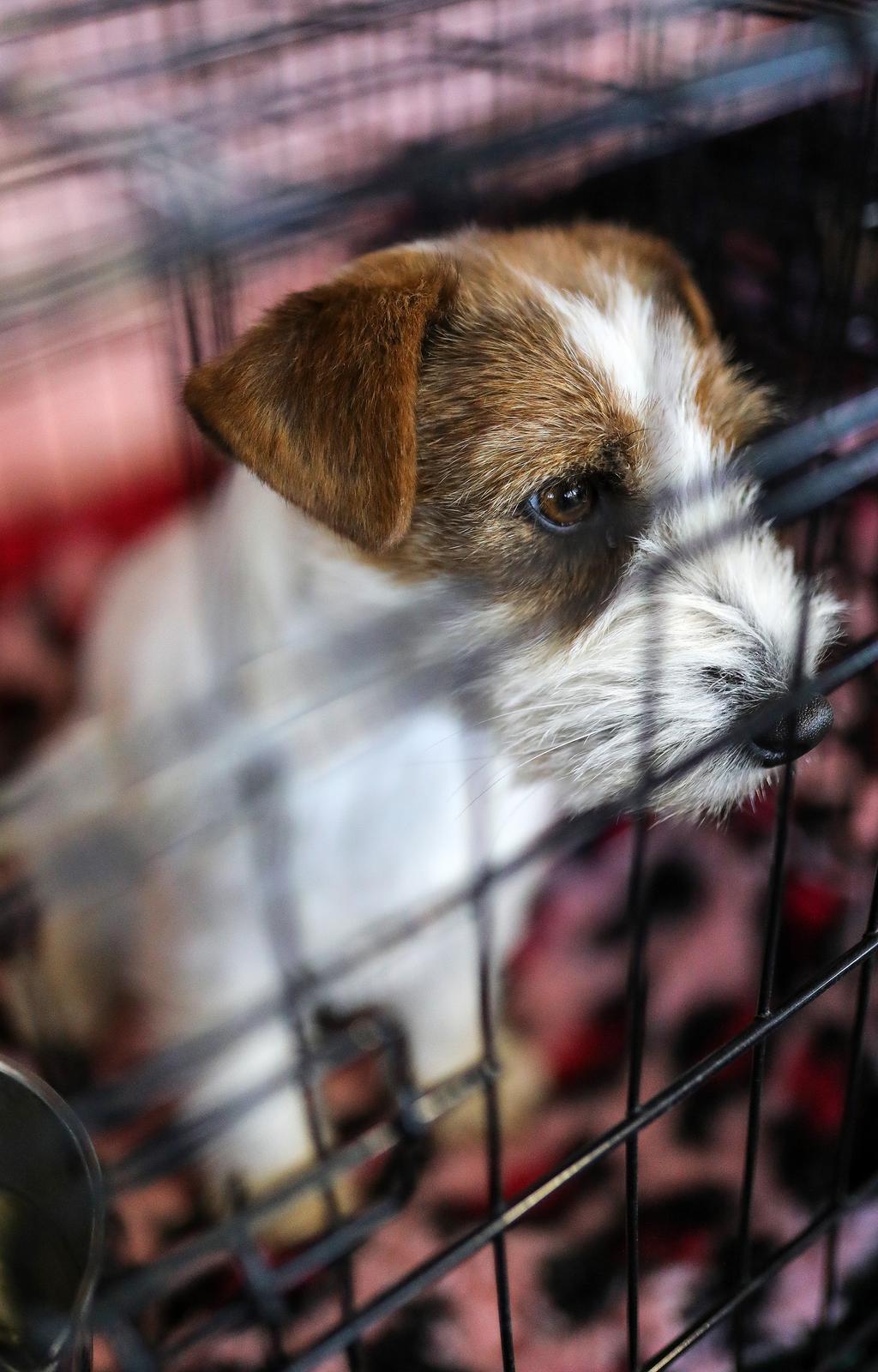 Izložba pasa na Zagrebačkom velesajmu Izložba pasa na Zagrebačkom velesajmu