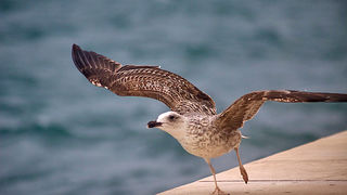 Galebov let (foto:Saša Čuka)