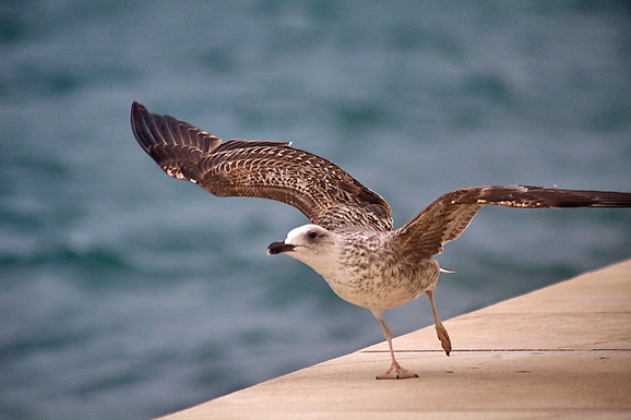 Galebov let (foto:Saša Čuka)