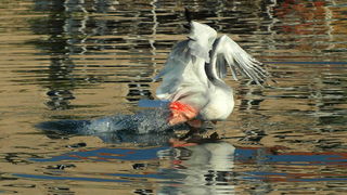 Galeb, Foto: Petar Botteri Galeb, Foto: Petar Botteri