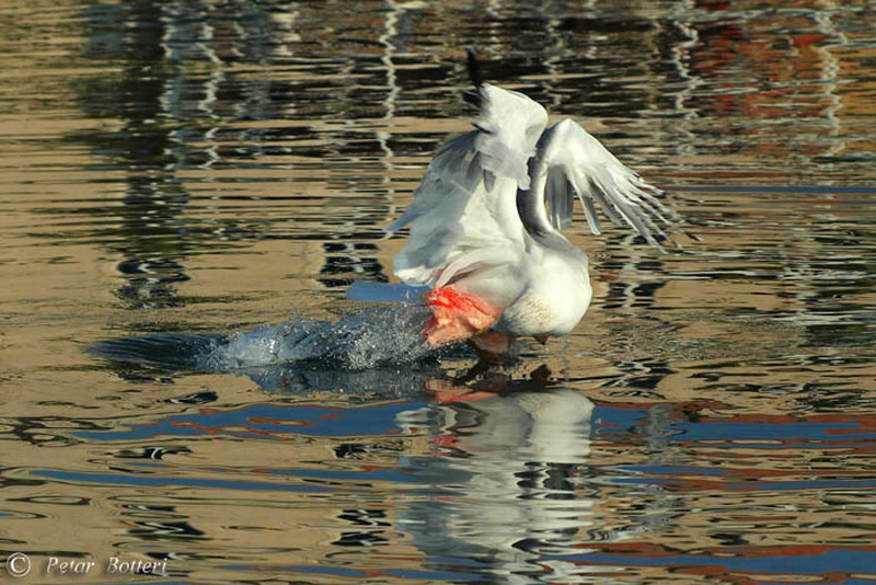 Galeb, Foto: Petar Botteri Galeb, Foto: Petar Botteri