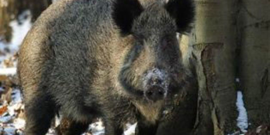 Vepar (Foto: lovac.bosnjace.com) Vepar (Foto: lovac.bosnjace.com)