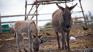 Farma “Dar-mar” (foto:Saša Čuka)