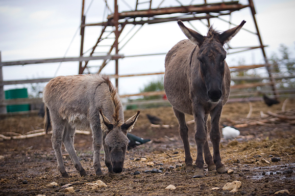 Farma “Dar-mar” (foto:Saša Čuka)