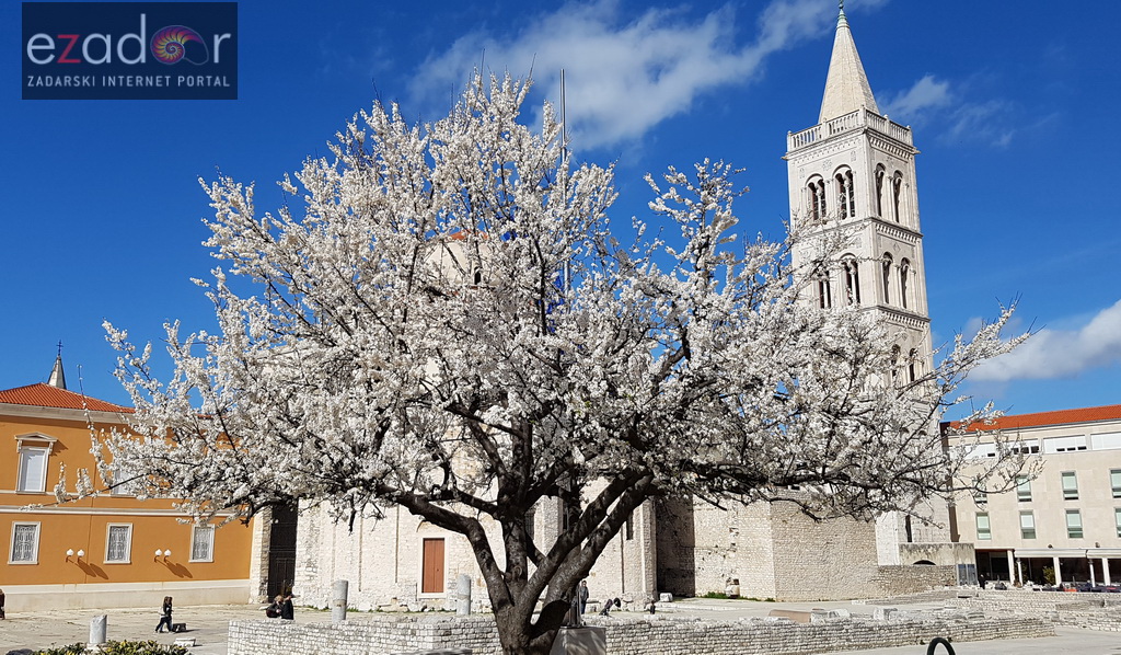 Proljeće u Zadru: rasvjetala priroda