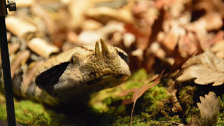 Otvorenje izložbe “Zmije – opasna ljepota”, foto: Iva Perinčić Otvorenje izložbe “Zmije – opasna ljepota”, foto: Iva Perinčić