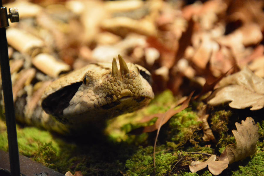 Otvorenje izložbe “Zmije – opasna ljepota”, foto: Iva Perinčić Otvorenje izložbe “Zmije – opasna ljepota”, foto: Iva Perinčić